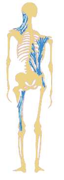 Practical example of restrictions on human body